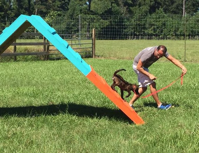 Puptown Houston Dog Training Houston Dog Training Houston