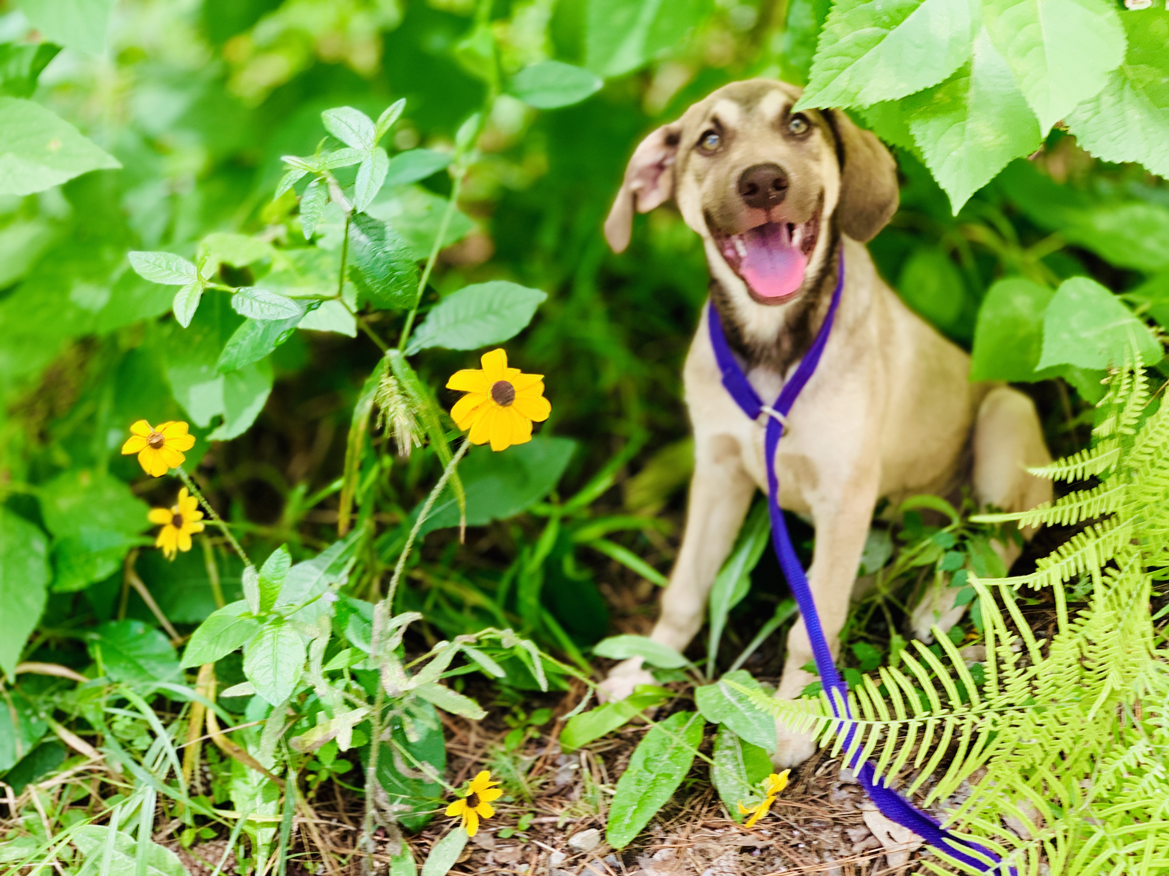 Puptown Houston Dog Training Houston Dog Training Houston