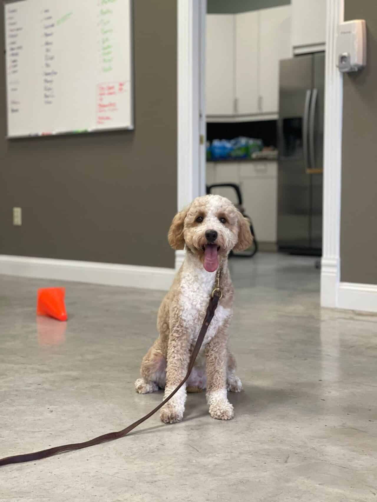 Puptown Dog Training Houston, TX