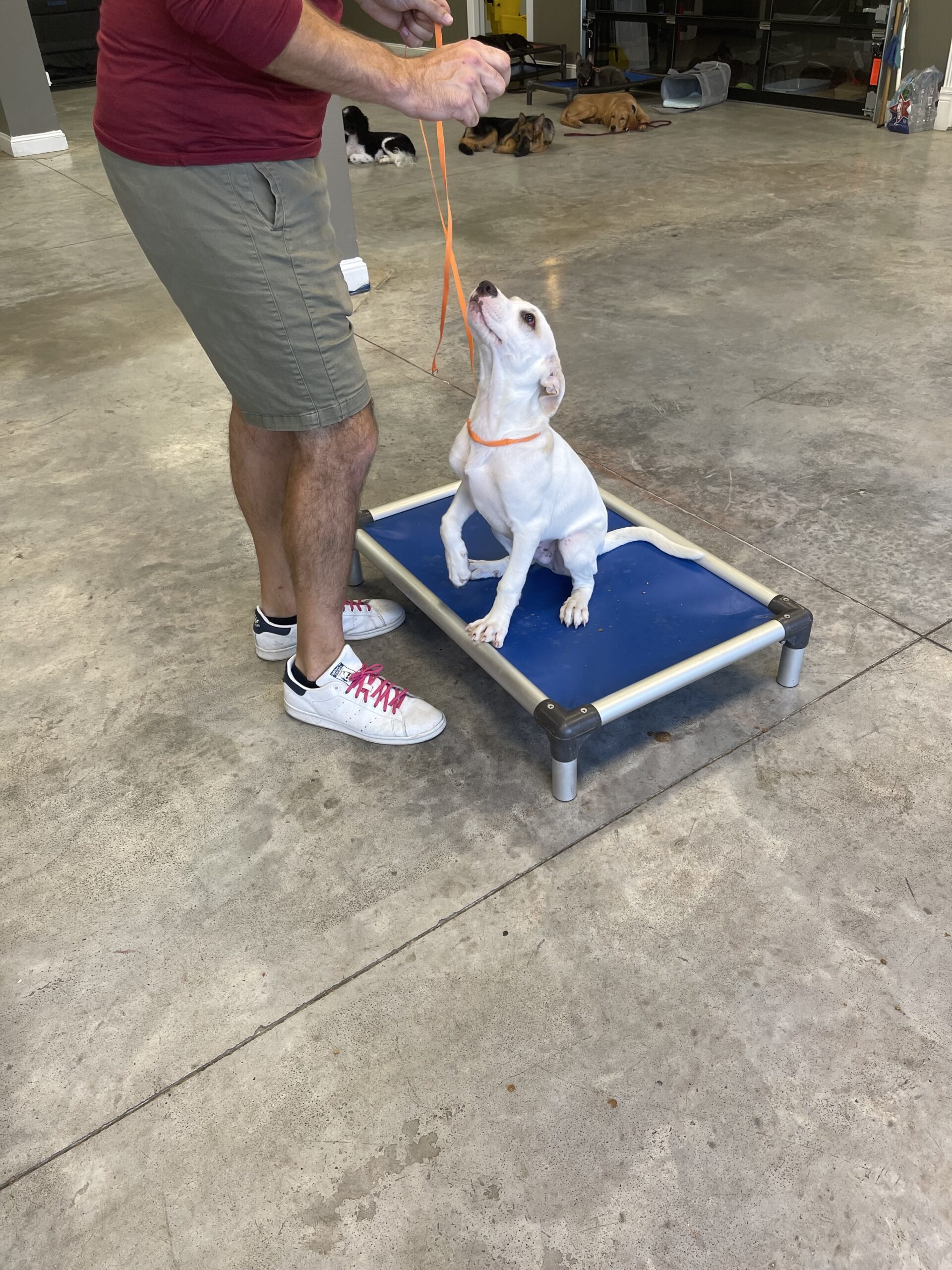 Puptown Dog Training Houston, TX