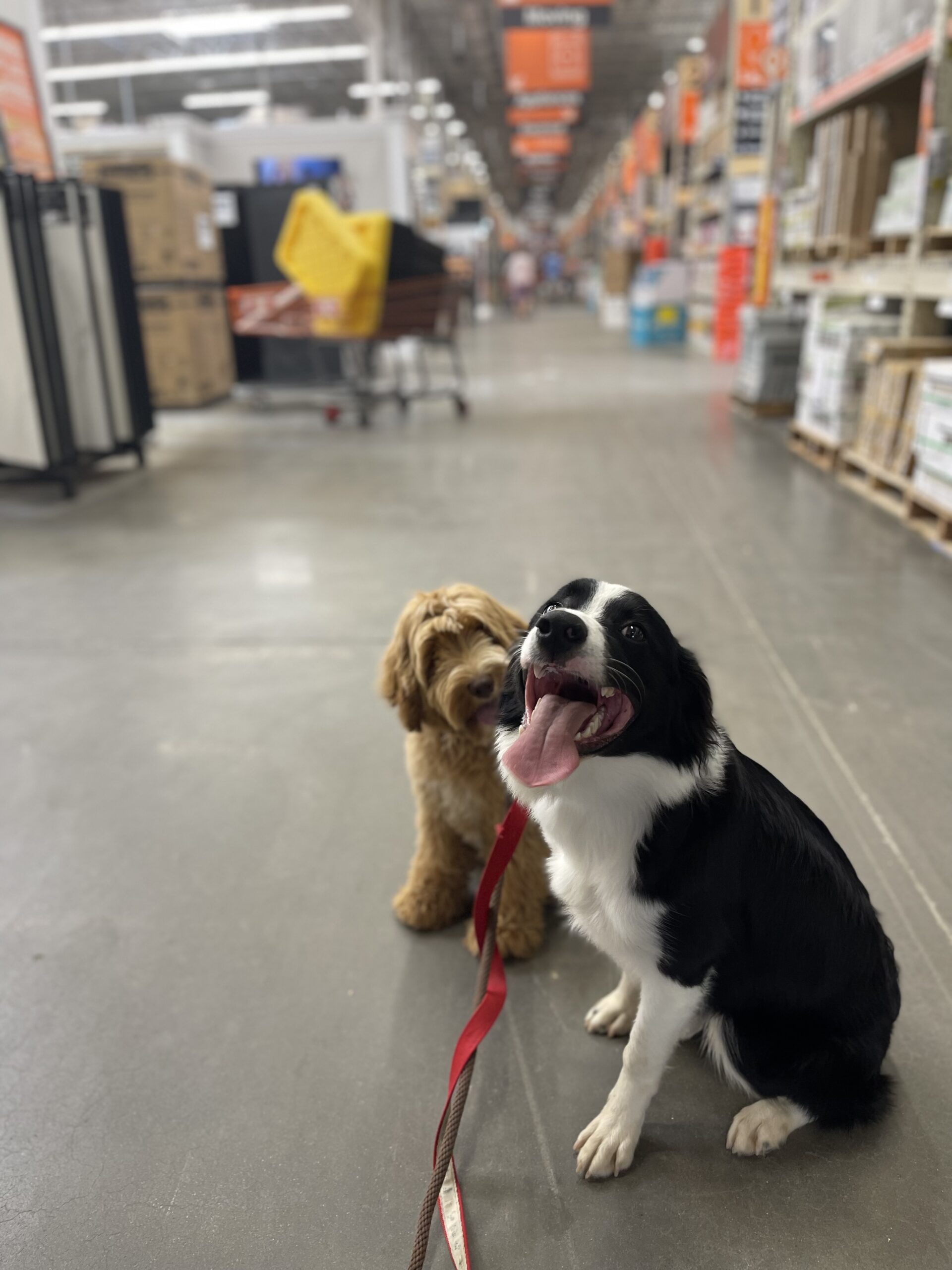 Puptown Dog Training Houston, TX