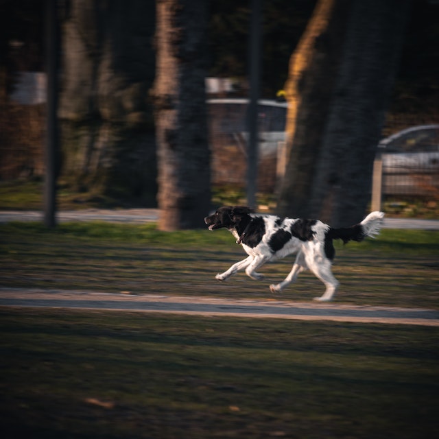 puptown seattle dog training facility dog training near seattle dog training in seattle puppy training near seattle puppy training in seattle professional dog trainer near seattle professional dog trainer in seattle service dog training near seattle service dog training in seattle dog training near me puppy training near me