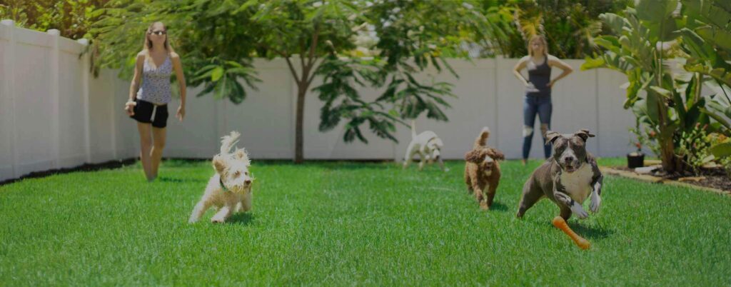 Dogs playing in the backyard at dog training in Houston, Texas called Puptown Houston Dog Behavior Training.