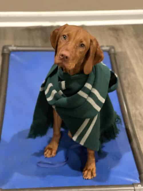 Potty Training Your Puppy Made Easy Puptown Houston