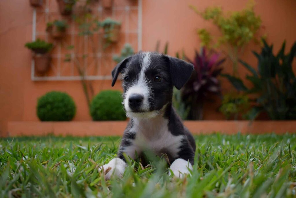 puppy-down-position-dog-training-in-houston
