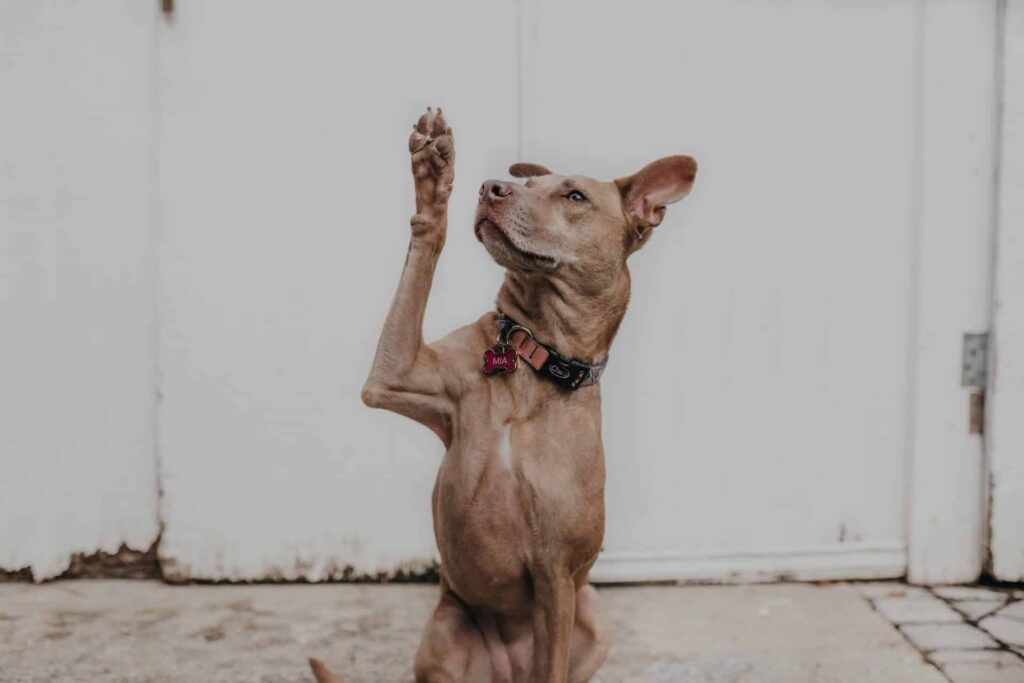 dog-raising-right-in-sit-position