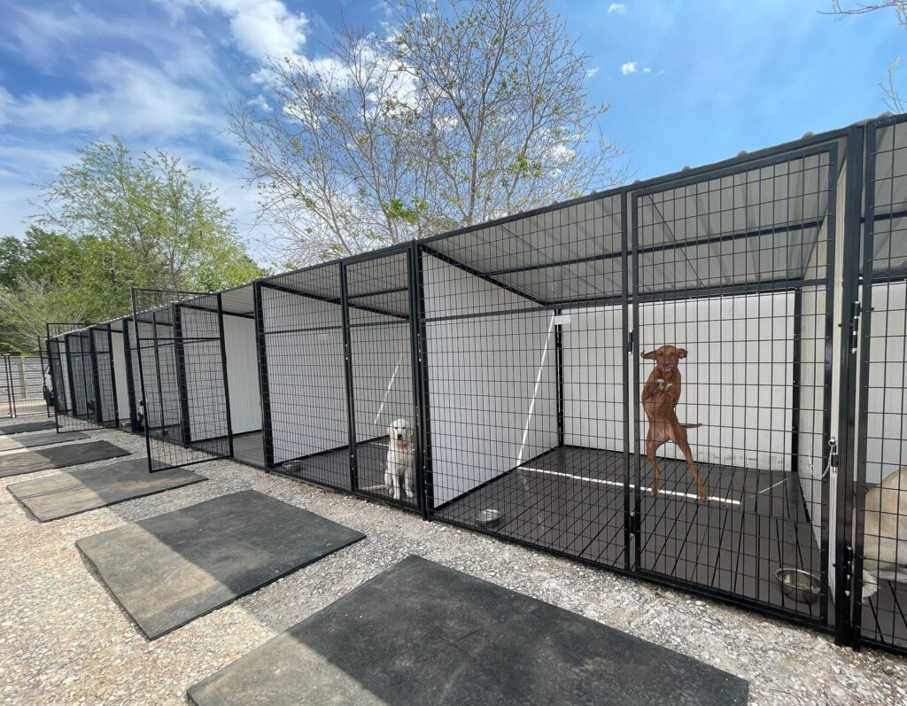 Best Dog Training in Houston