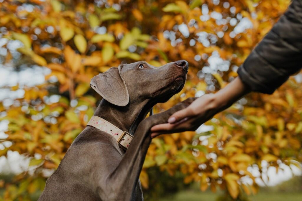 Labrador Retriever doing the handshake trick
