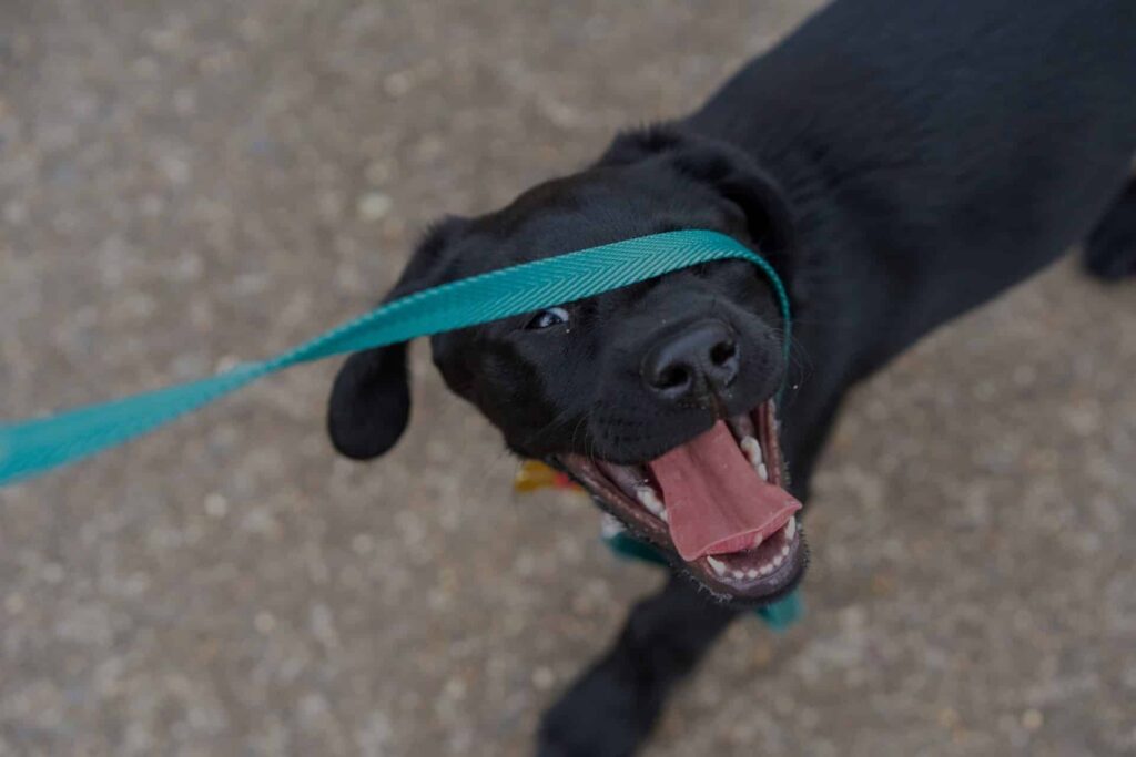 dog-walking-on-a-leash