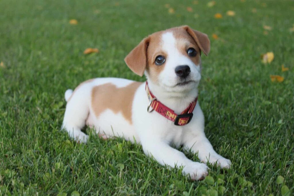 A puppy in a down position used for a blog titled "Dog Behavior Training Houston, TX