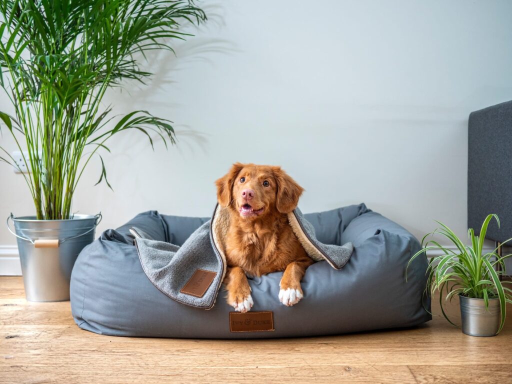 best dog training in houston tx 77066, how to make your dog happy, puptown houston