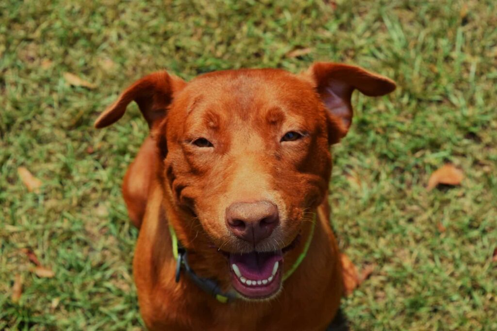 Puptwon houston tx dog training, dog training in houston texas, dog training in houston tx, dog training in houston, puppy training in texas, puppy training in houston tx, puppy training in houston, service dog training in texas, service dog training in houston tx, service dog training in houston, dog training near me, puppy training near me, service dog training near me