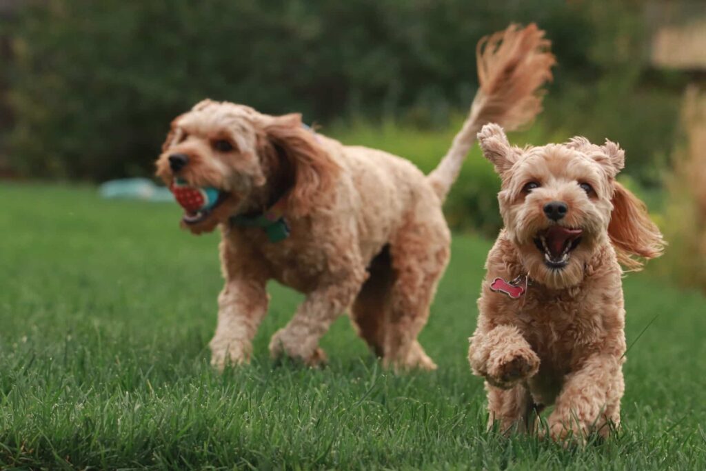 goldendoodles-playing-in-backyard