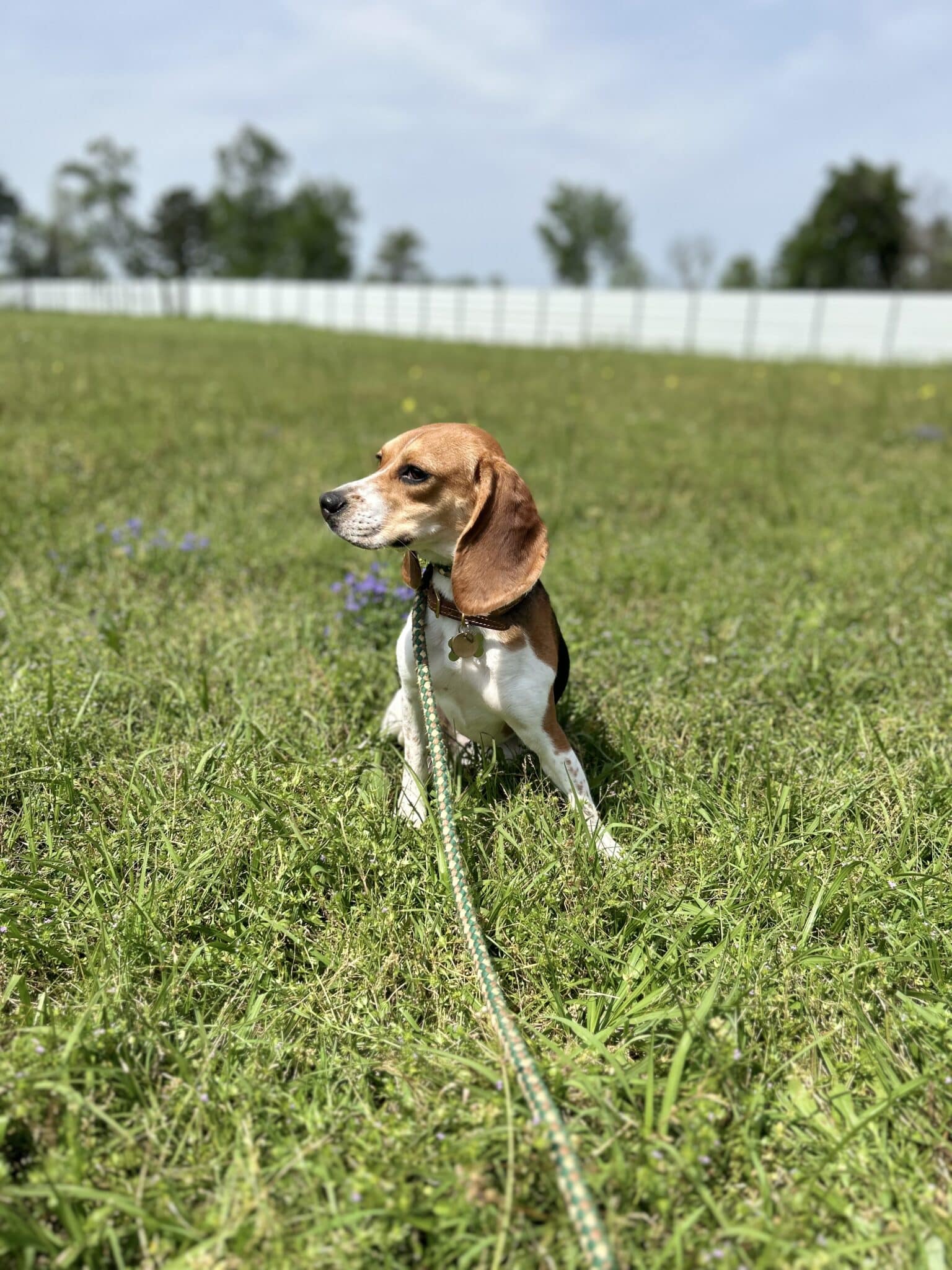 AGGIE BEAGLE Puptown Dog Training Houston, TX