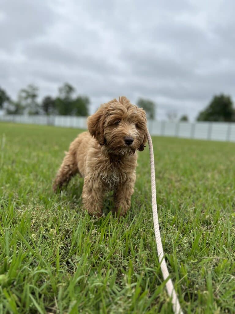 Puptown Dog Training Houston, TX