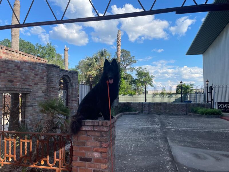 Puptown Dog Training Houston, TX