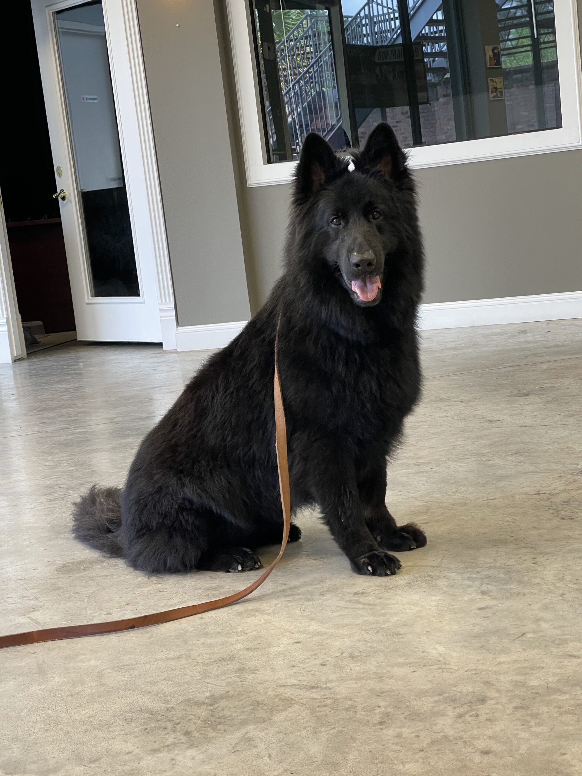 Puptown Dog Training Houston, TX