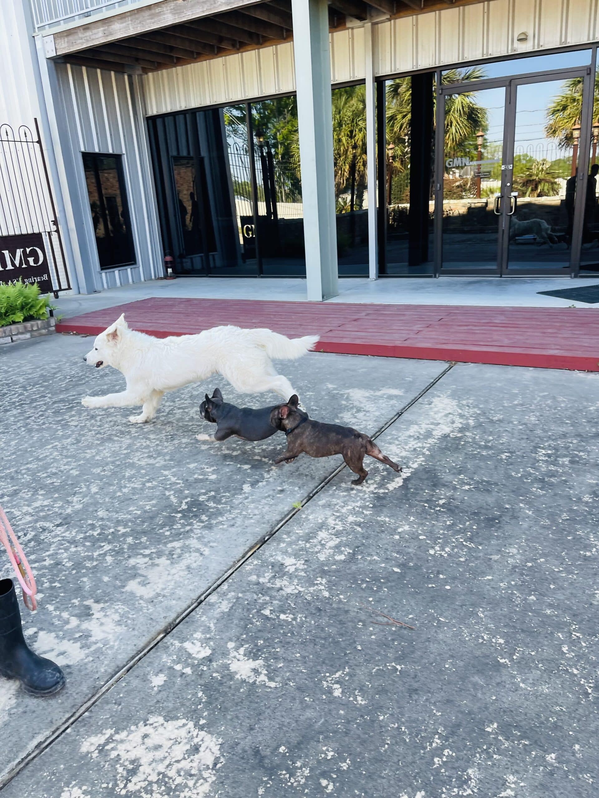 How to Host a Dog Party: A Pawsitively Fun Guide