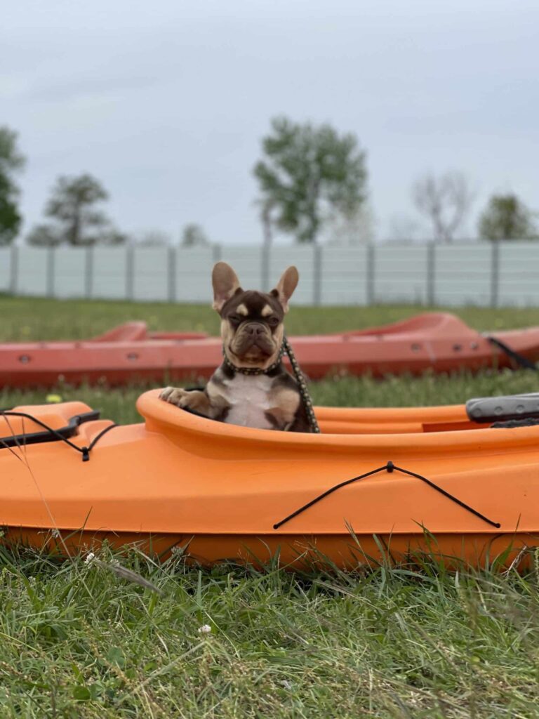 A French Bulldog sitting in a kayak, a featured photo in a blog titled "Dog Training: Sit and Stay"