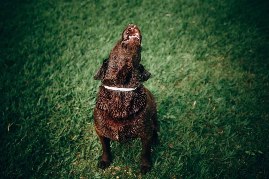 dog-barking-at-backyard