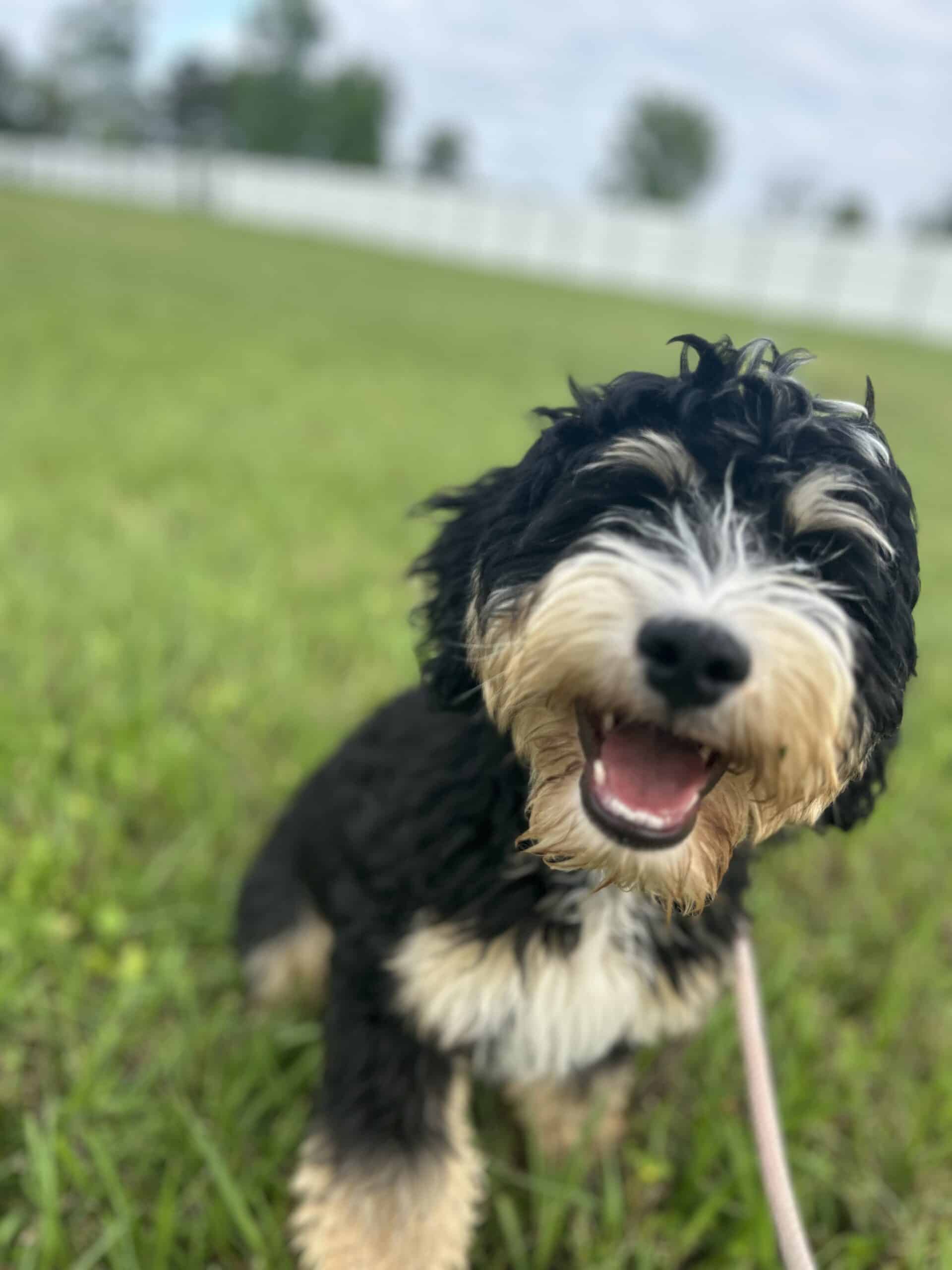 How To Make Your Dog Happy with Puptown