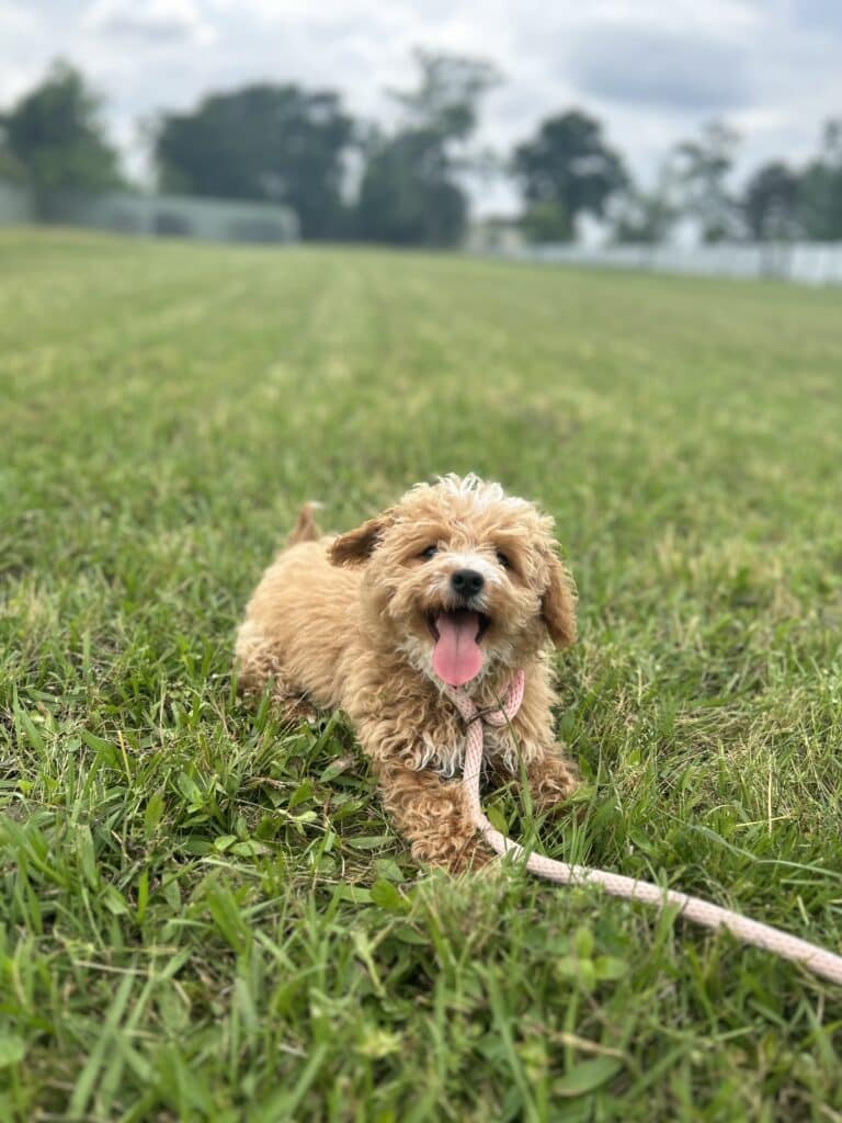 Puptown Dog Training Houston, TX