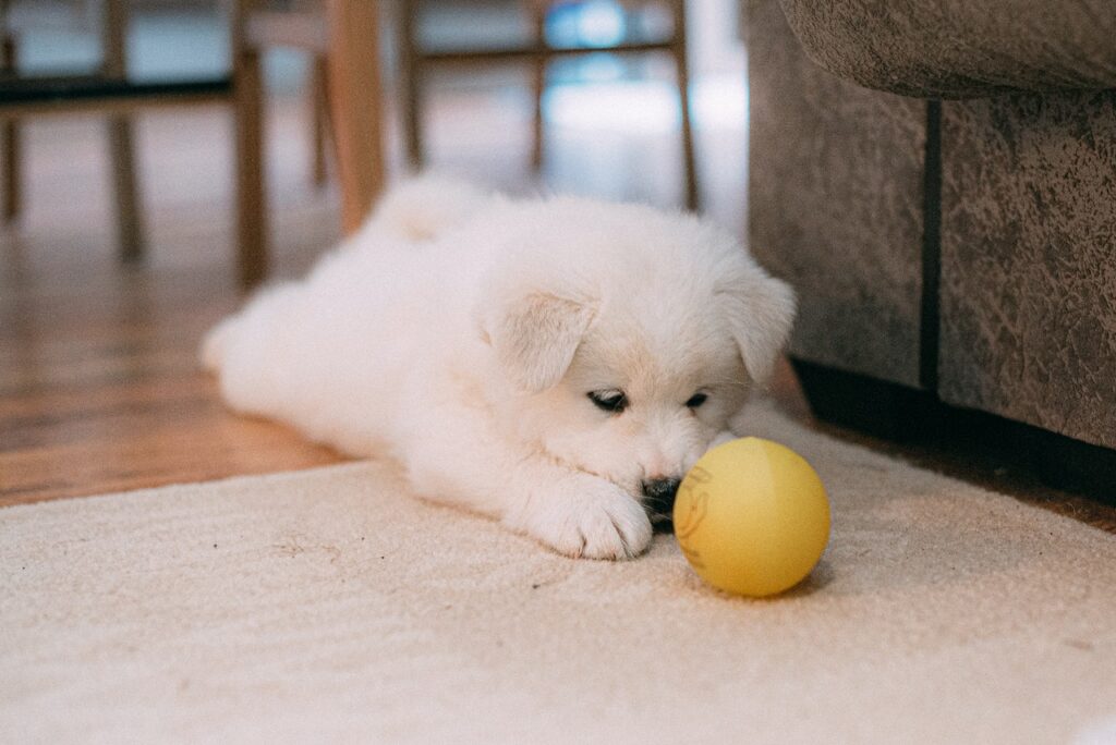 Puppy in a down position focused on a yellow ball during training at Puptown Houston.