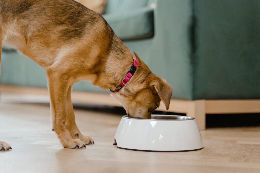 best dog training in houston tx 77066, how to make your dog happy, puptown houston