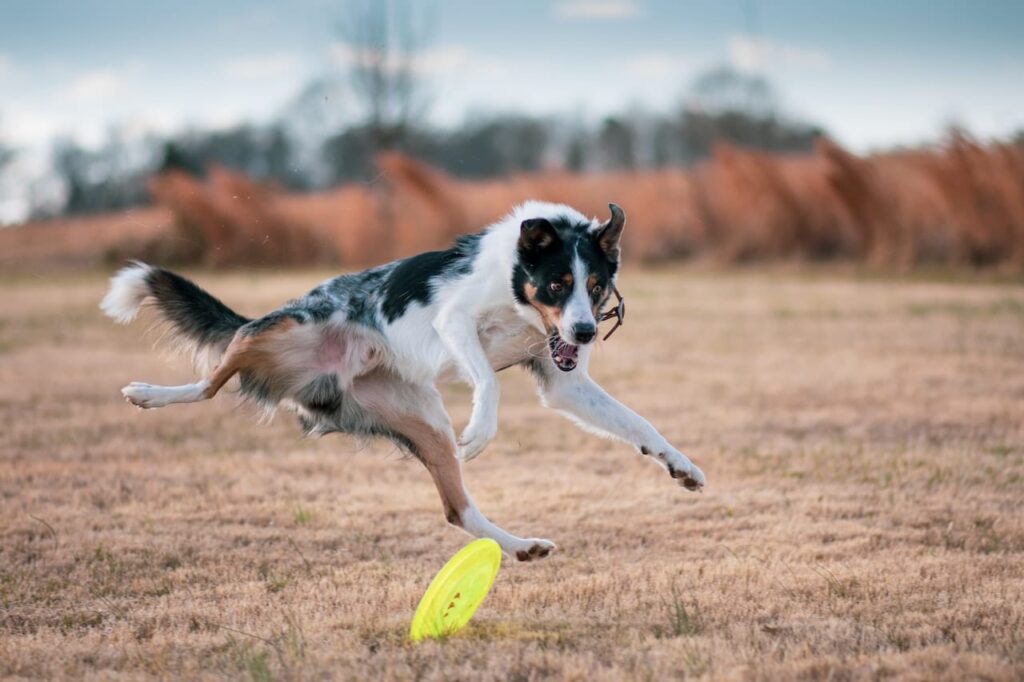border-collie-playing-fetch
