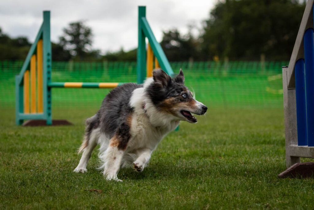 best dog training in houston tx 77066, What is Dog Agility Training, puptown houston