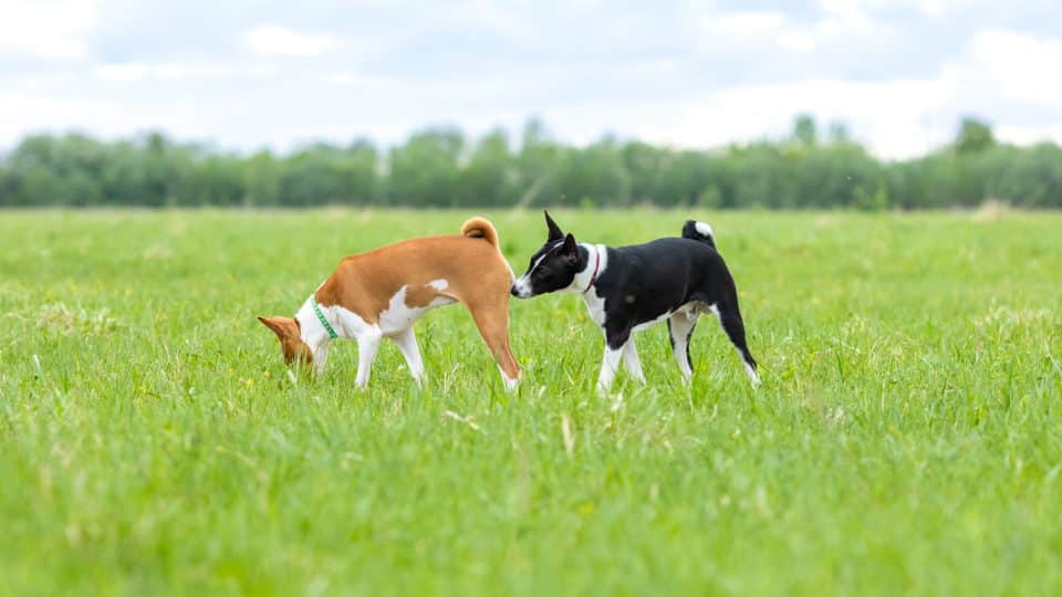 best dog training in houston tx 77066, Why Do Dogs Smell Each Others' Butts, Puptown Houston