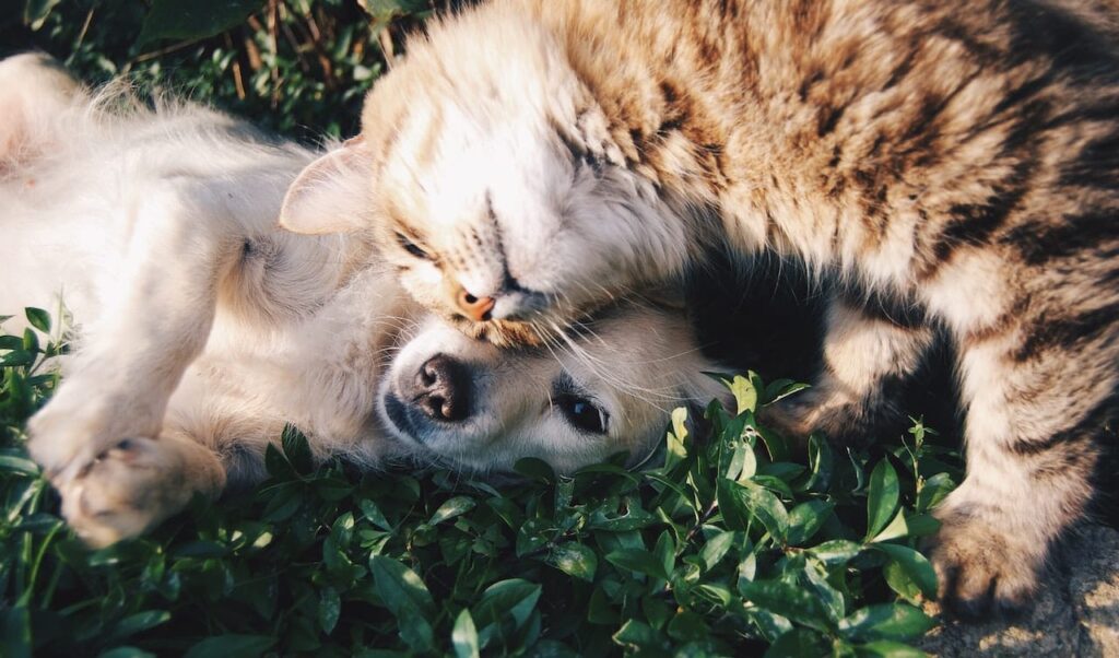 best dog training in houston tx 77066, How To Introduce A Cat To Your Dog, Puptown Houston