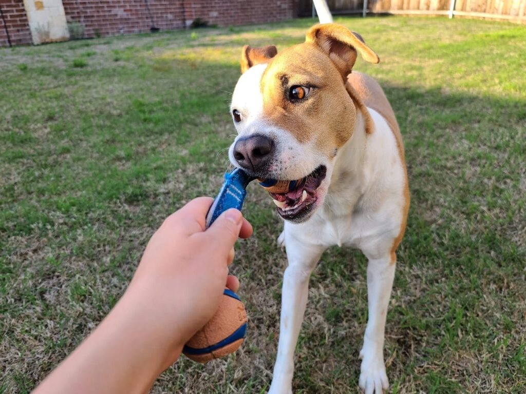 dog-tugging-toy-at-backyard