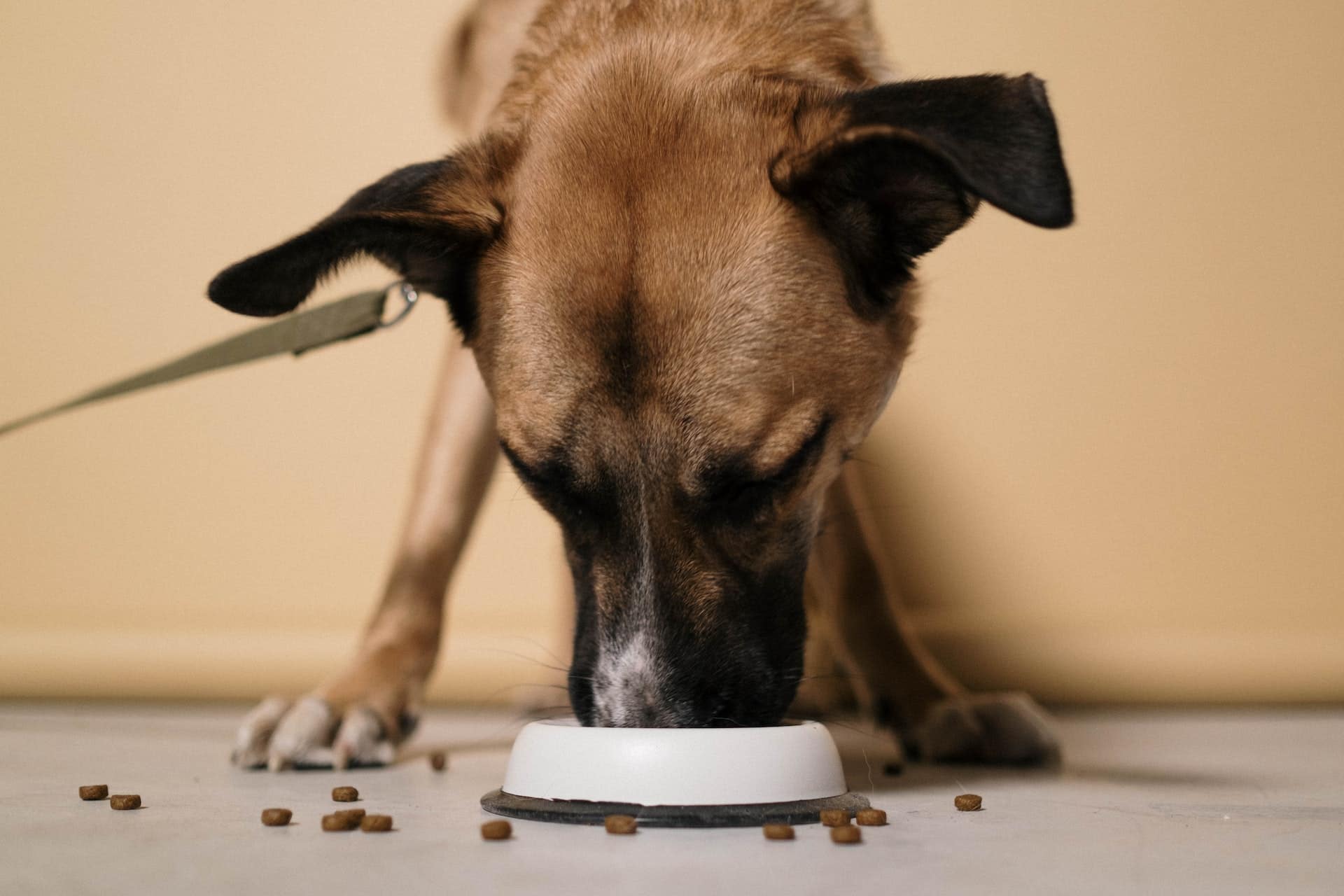 Food Allergies in Dogs