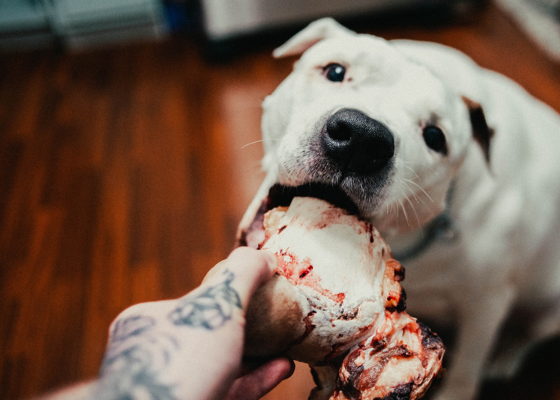 Why It Matters If Your Dog Likes Their Food