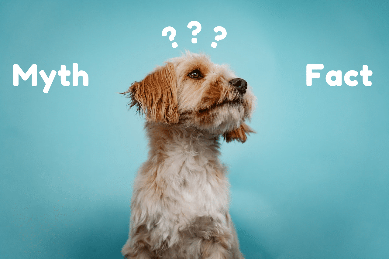 5 Dog Training Myths: Debunking Misconceptions