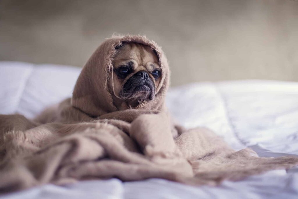 best dog training in houston tx 77066, How To Recognize Stress In Your Dog, Puptown Houston