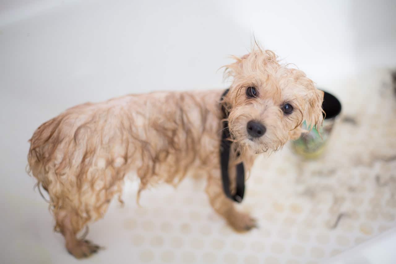 Establishing a Dog Bath Routine: The Key to a Clean and Happy Pup