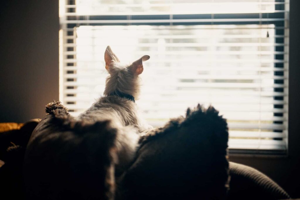dogs-looking-outside-through-window