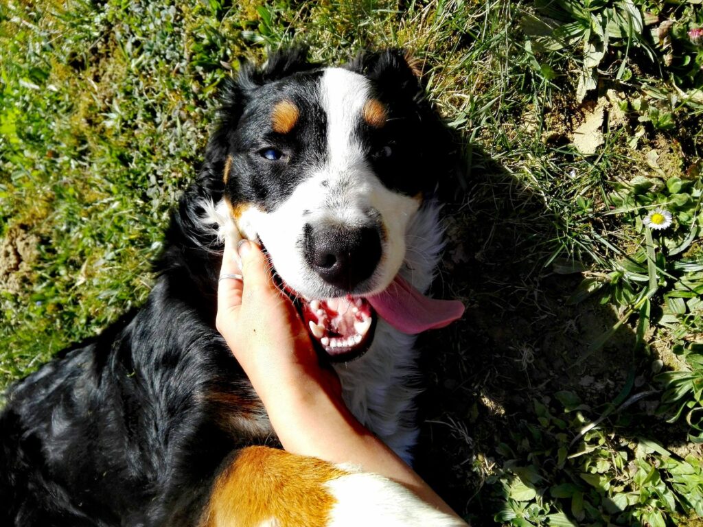 best dog training in houston tx 77066, Identifying Your Dog's Love Language, Puptown Houston