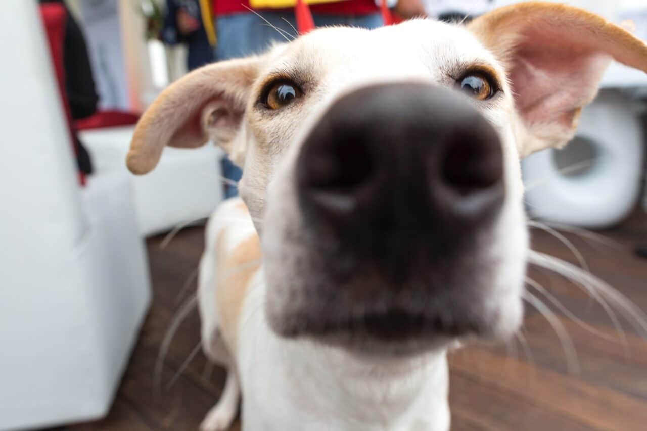 Why Do Dogs Smell Each Others’ Butts Puptown Dog Training Houston, TX
