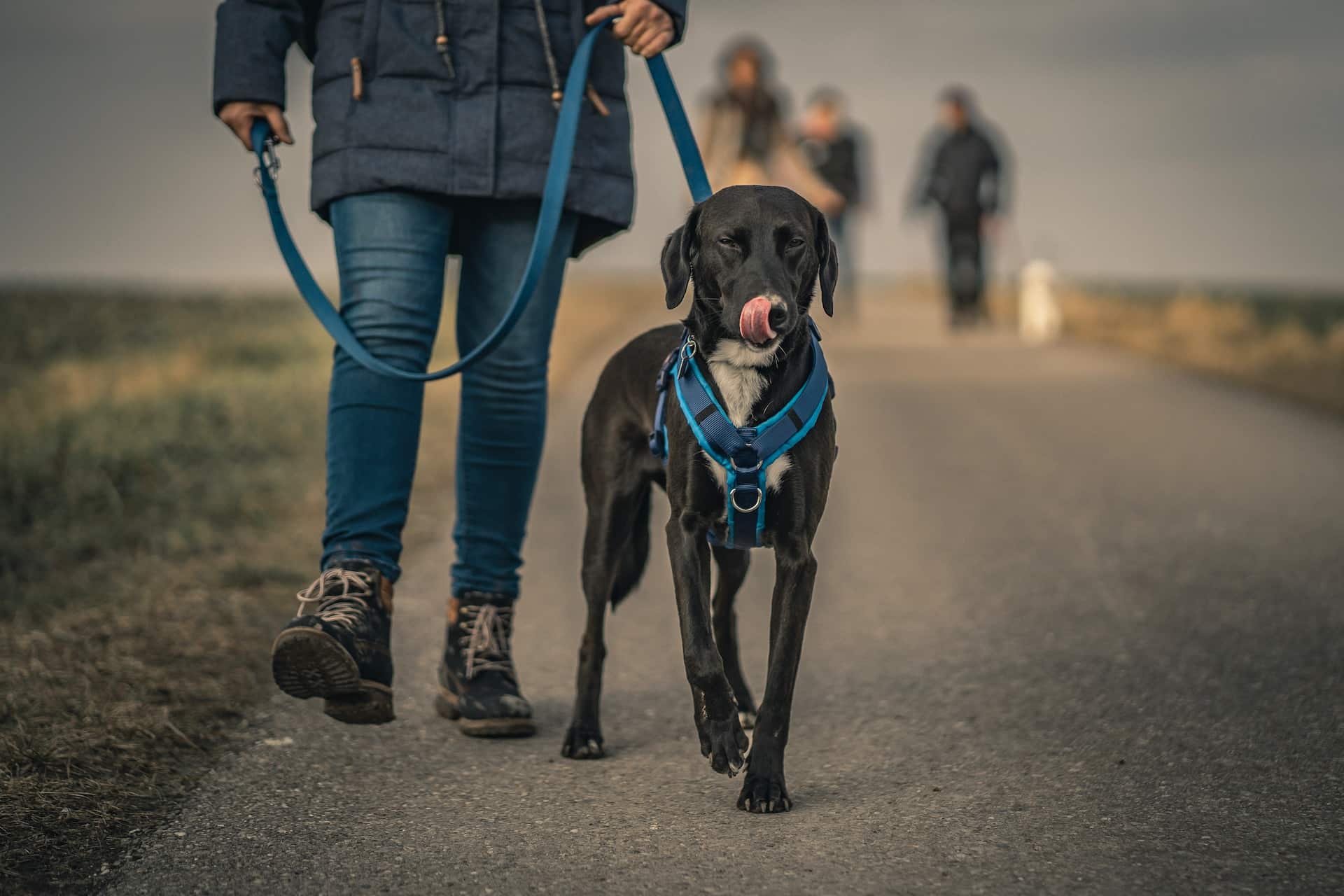 A Labrador Retriever walking at the side of the road wearing a leash