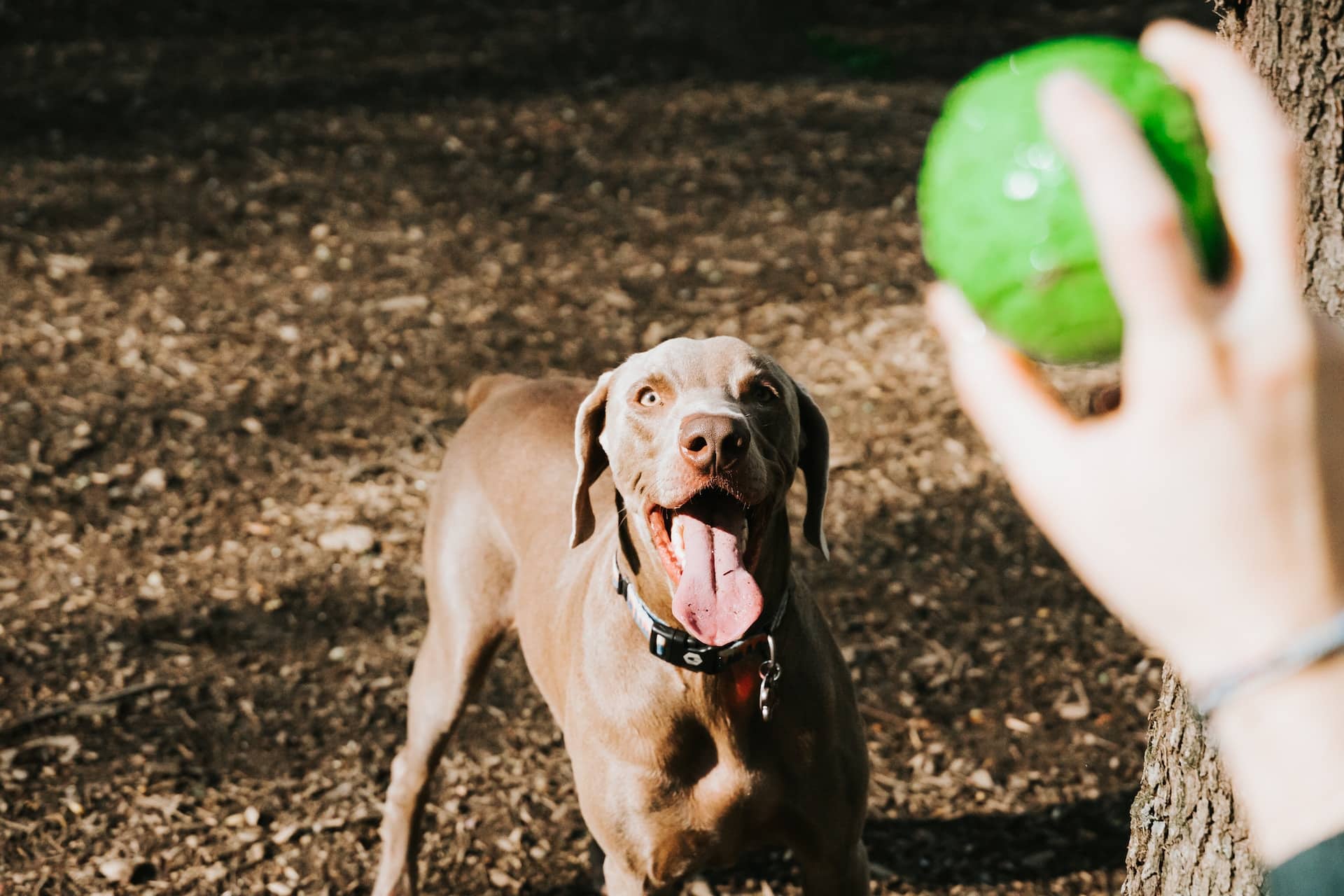 est dog training in houston tx 77066, Identifying Your Dog's Love Language, Puptown Houston
