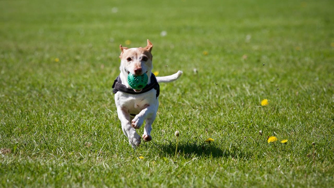Top 5 Benefits of Exercising Your Dog