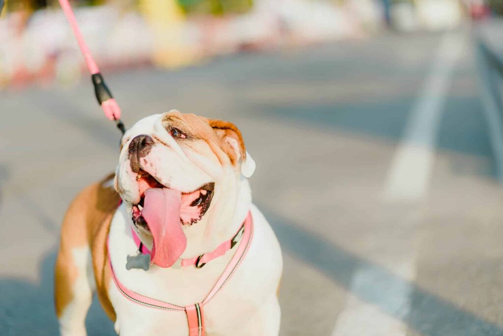 dog-leash-walking-public