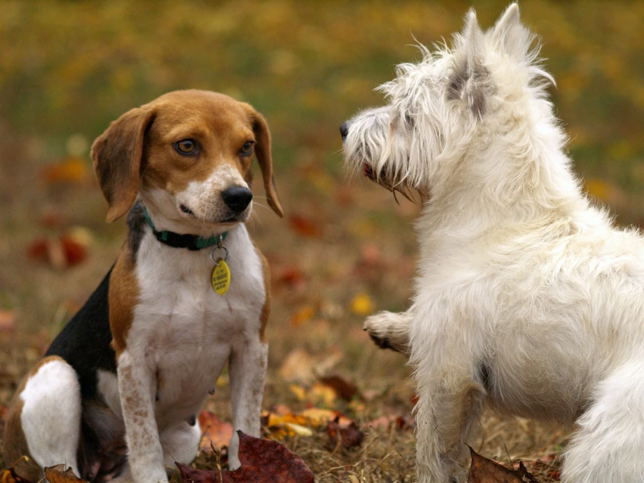 Safety Tips for Dog Effective Socialization