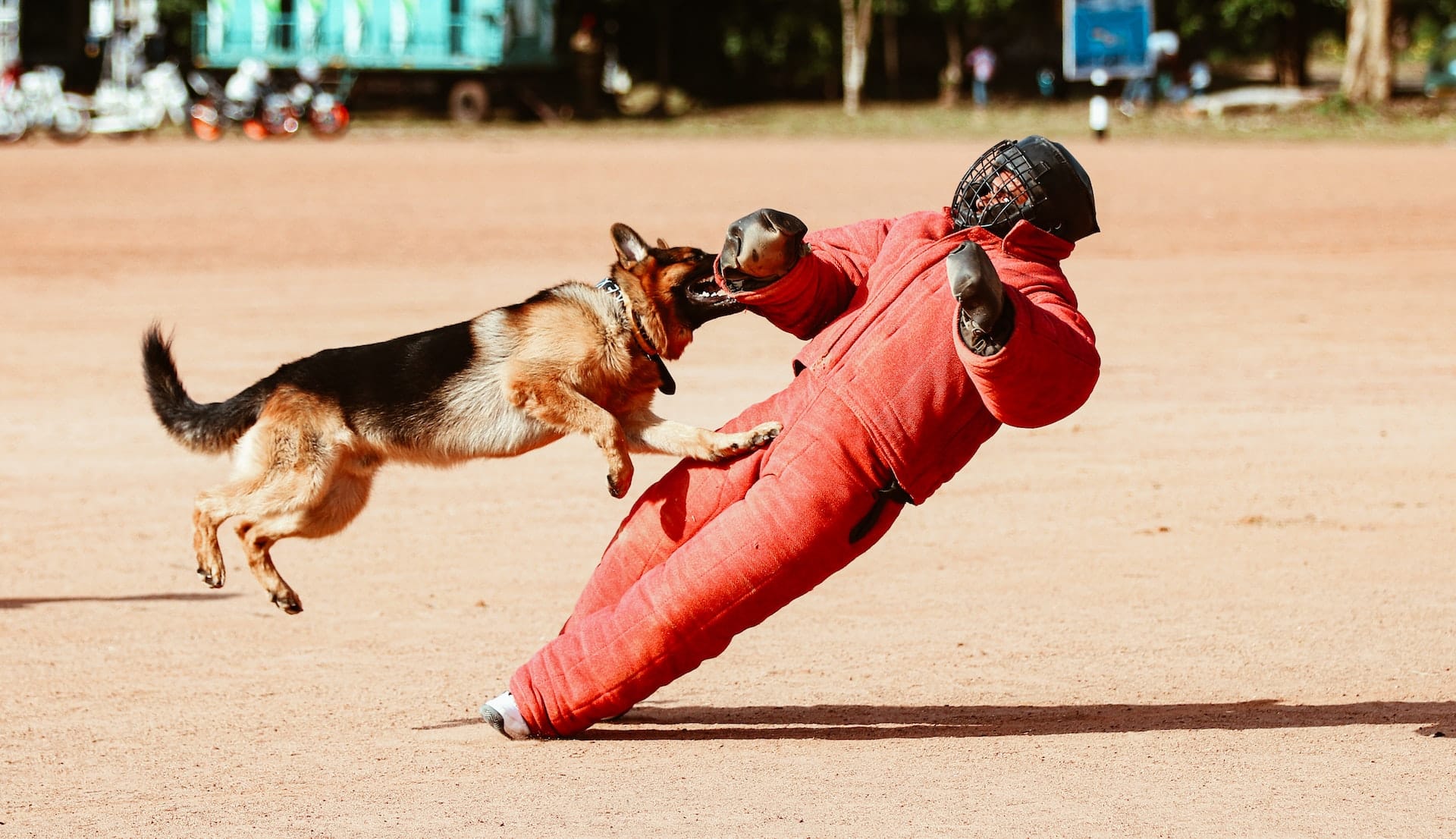 What Is It Like To Be a Dog Trainer?