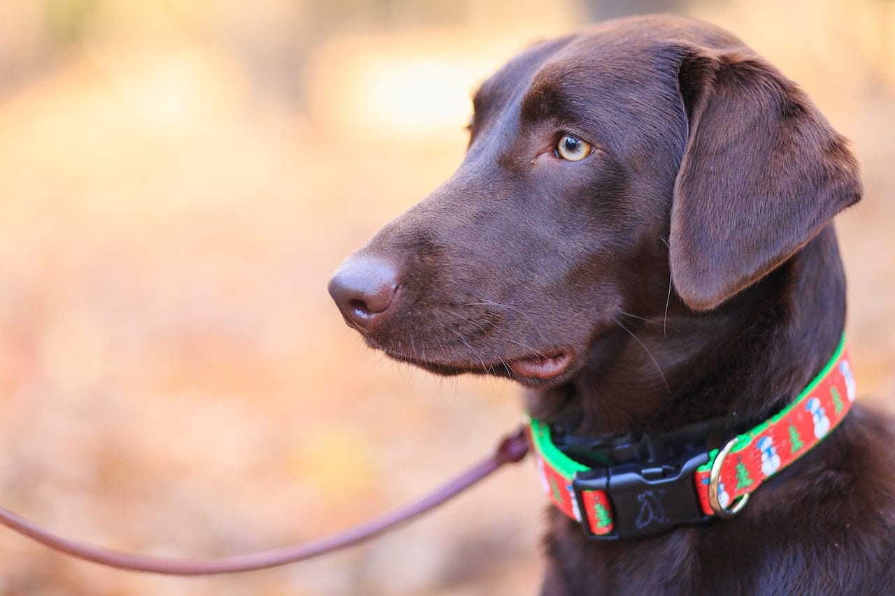 Ultimate Guide To Choosing The Right Dog Leash
