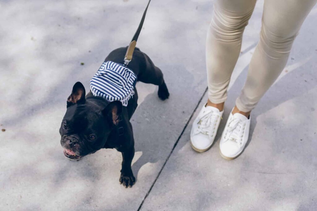 best dog training in houston tx 77066, Best Place To Walk Your Dog, Puptown Houston