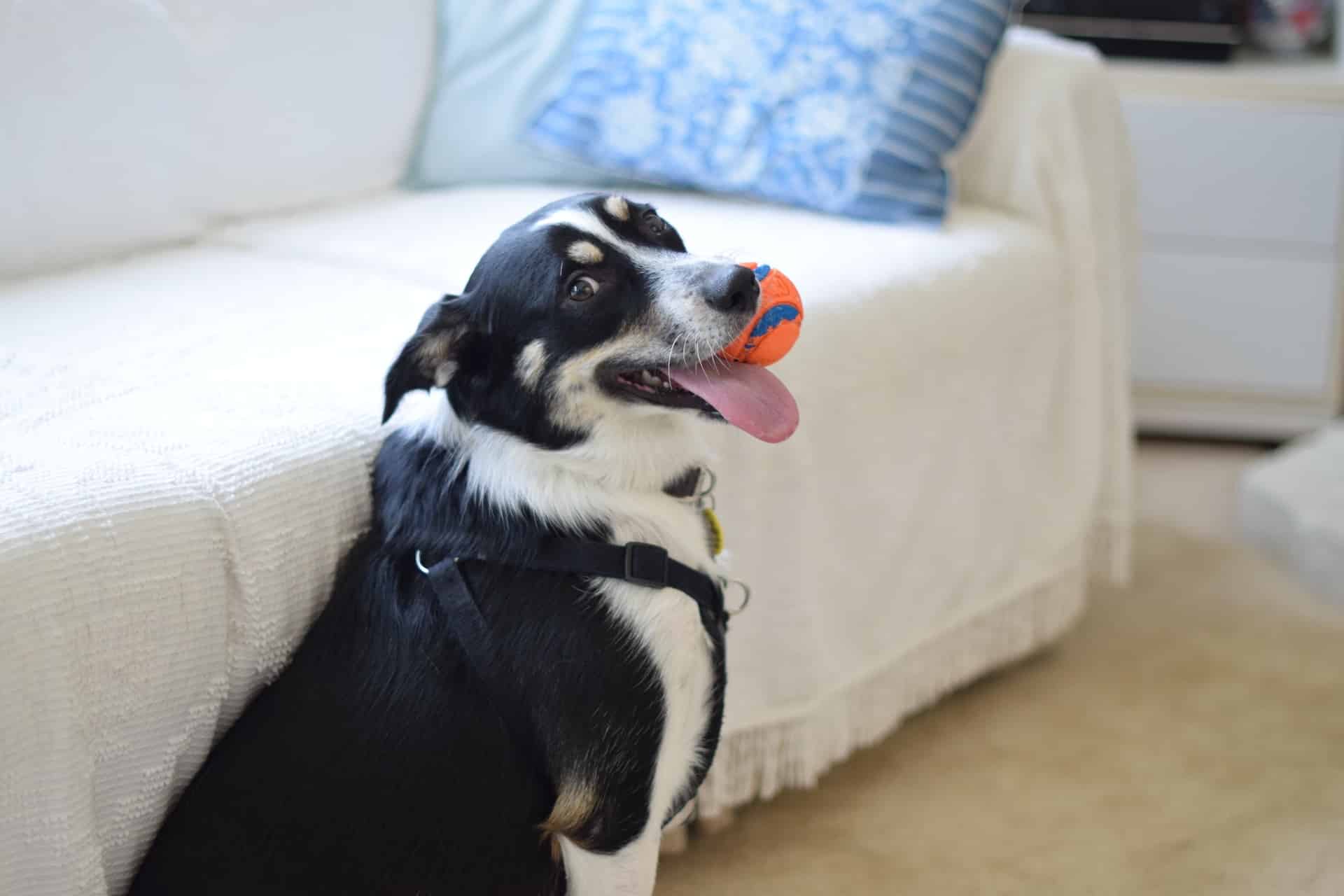 best dog training in houston tx 77066, Identifying Your Dog's Love Language, Puptown Houston